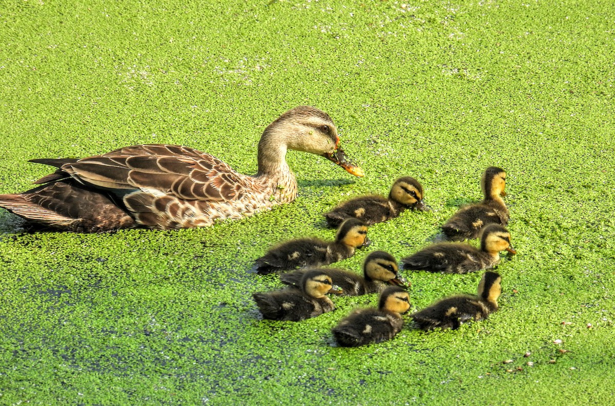 Indian Spot-billed Duck - ML632684525