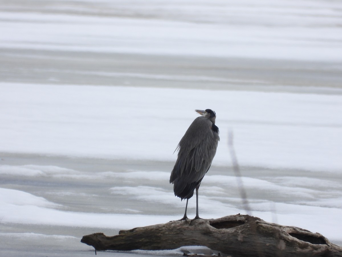 Great Blue Heron - ML632684532