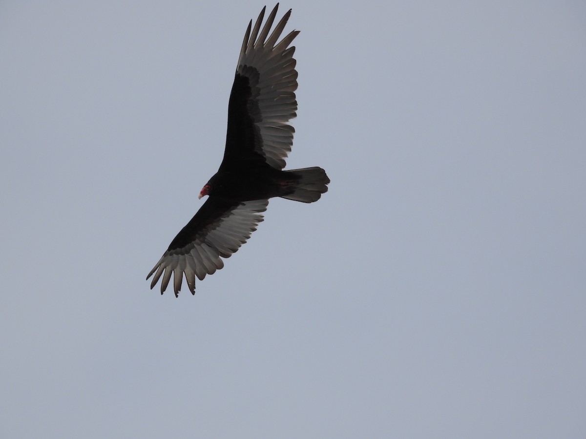 Turkey Vulture - ML632684549