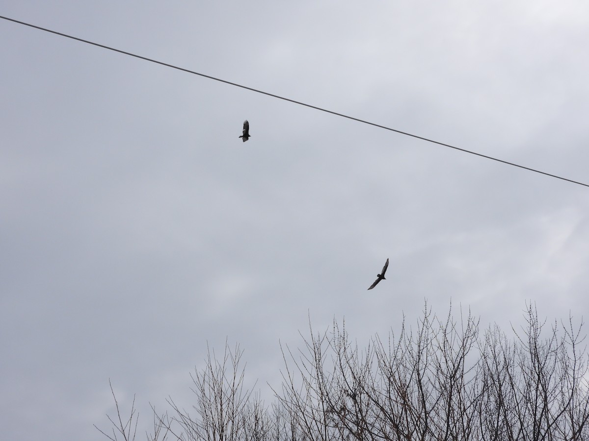 Turkey Vulture - ML632684552