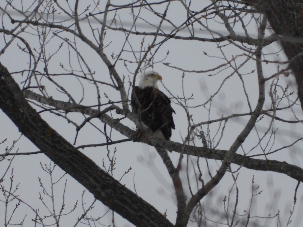 Bald Eagle - ML632684561