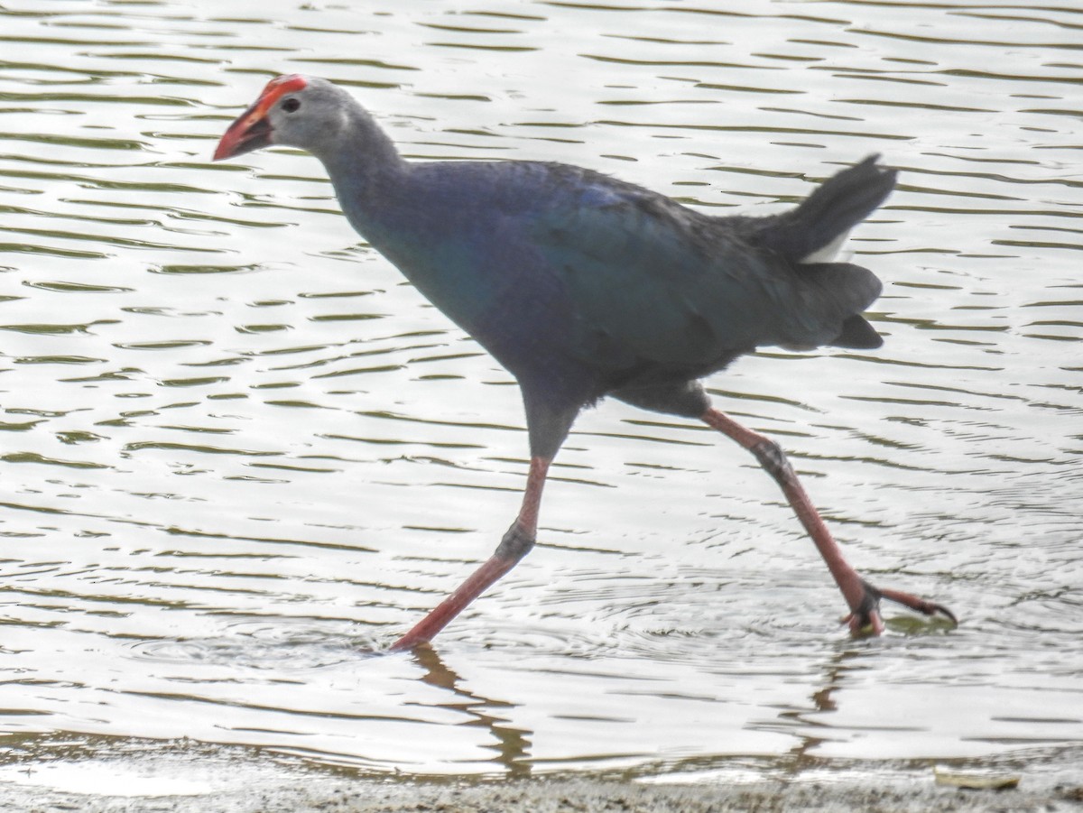 Gray-headed Swamphen - ML632684589