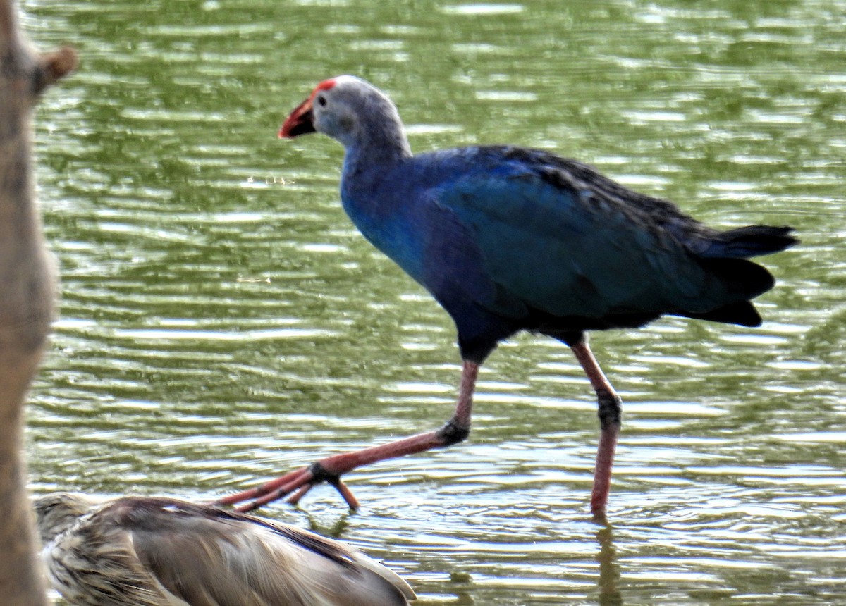 Gray-headed Swamphen - ML632684590