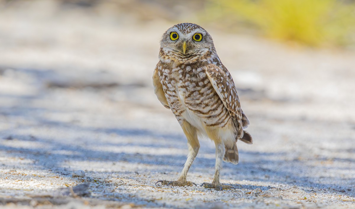 Burrowing Owl (guadeloupensis Group) - ML632684607
