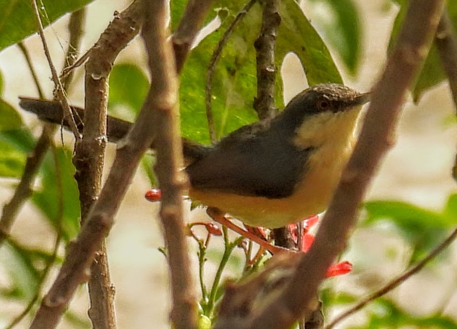 Ashy Prinia - ML632684616