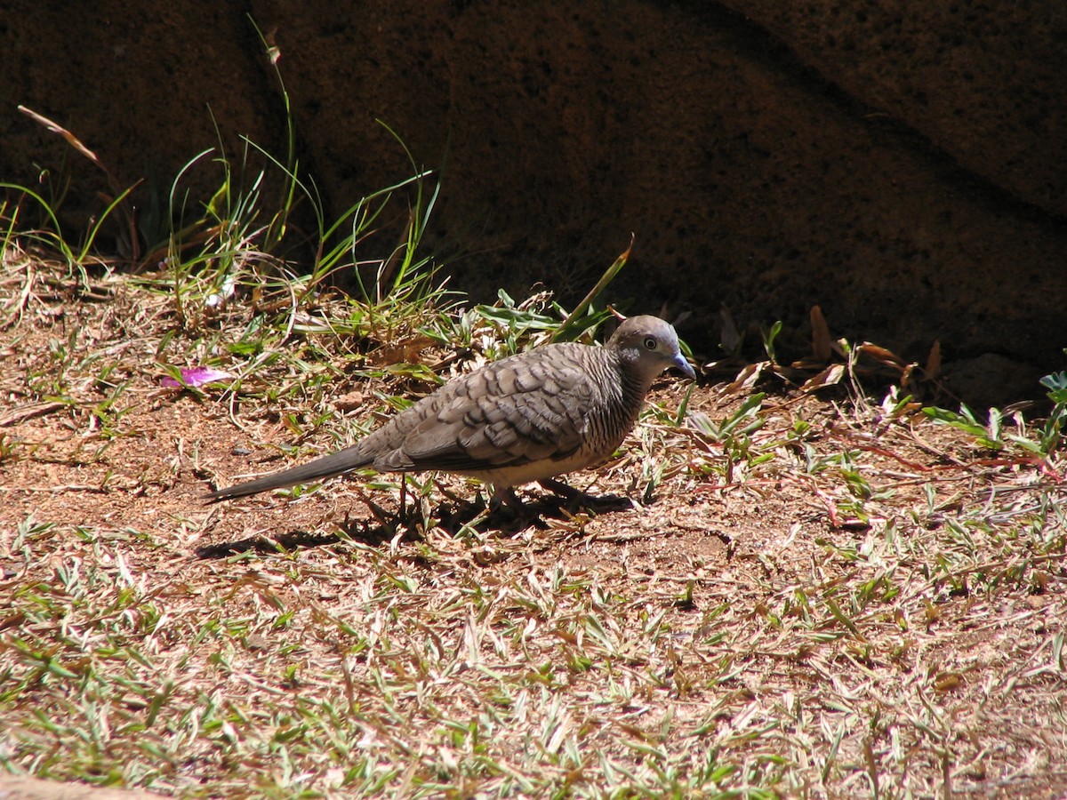 Zebra Dove - ML632685112