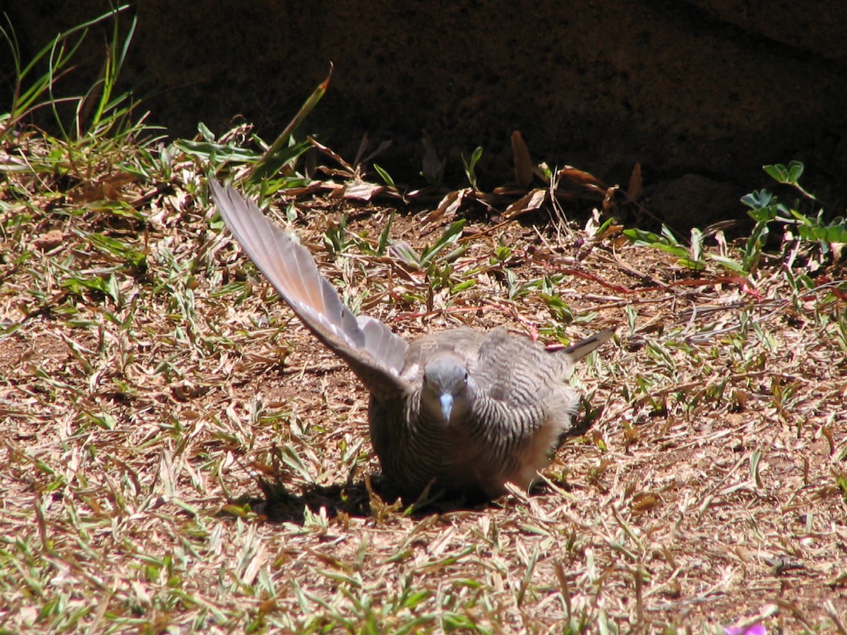 Zebra Dove - ML632685118