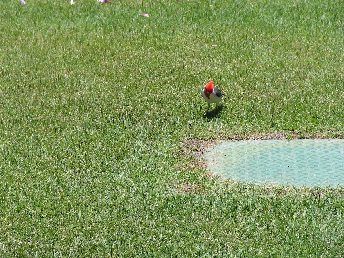 Red-crested Cardinal - ML632685163