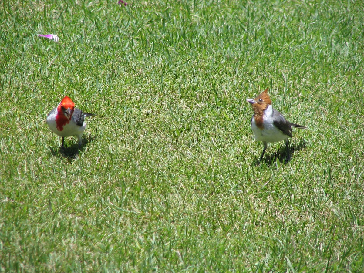 Red-crested Cardinal - ML632685211