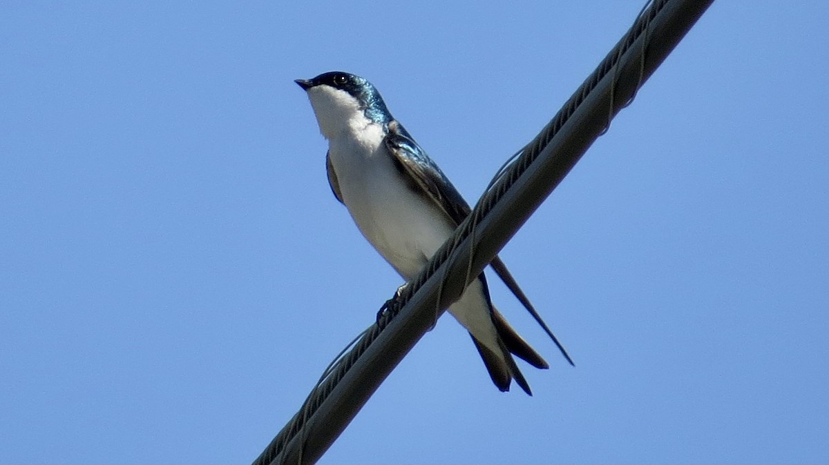 Tree Swallow - ML632685271
