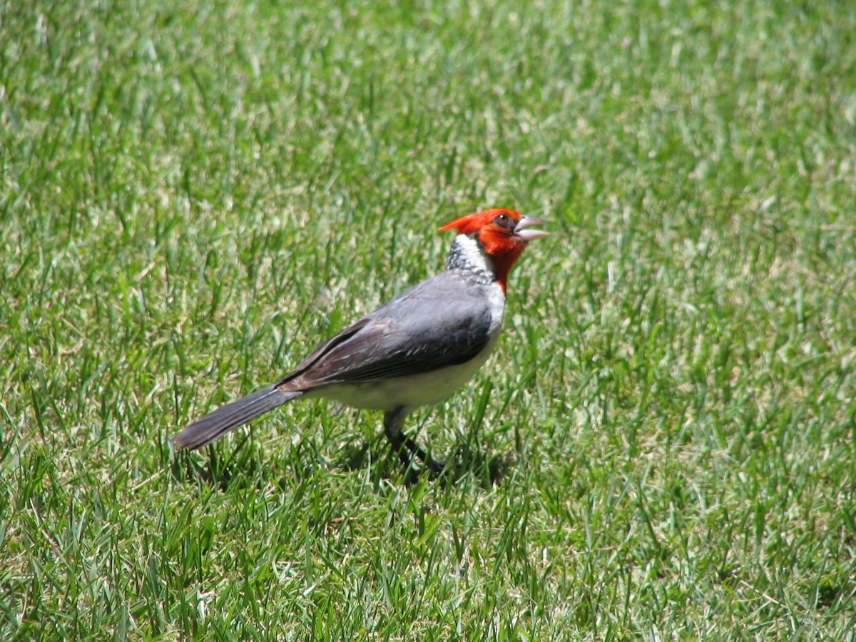 Red-crested Cardinal - ML632685275