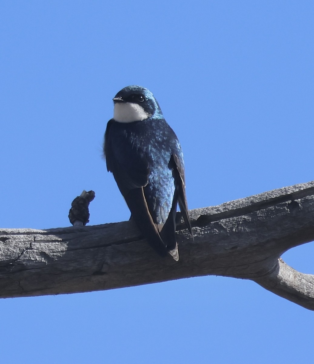 Tree Swallow - ML632685296