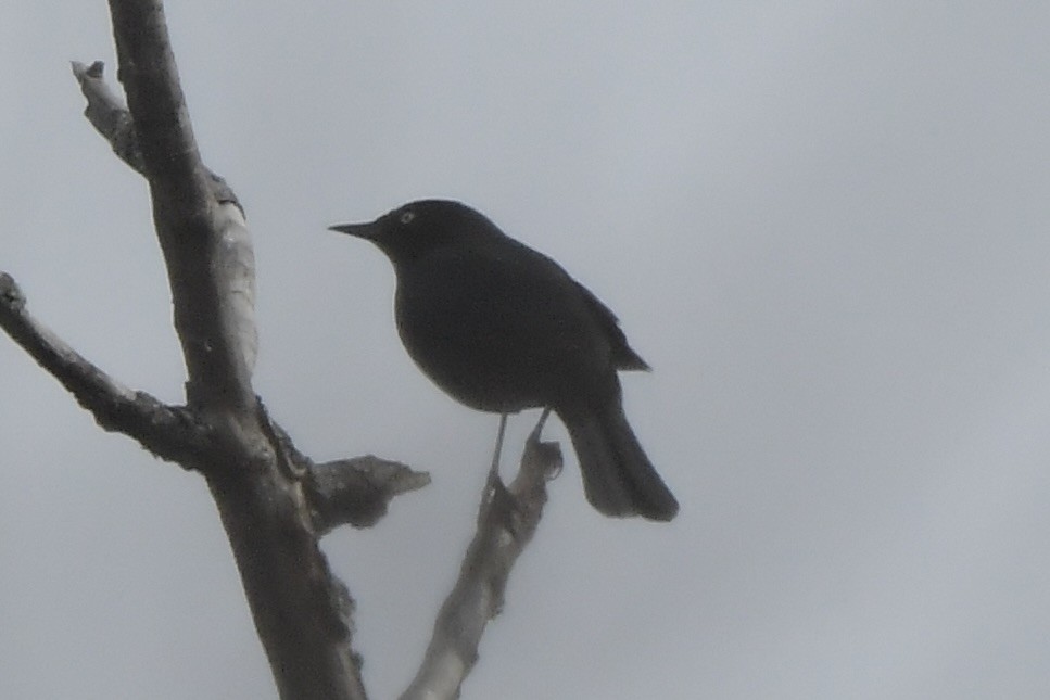 Rusty Blackbird - ML632685426