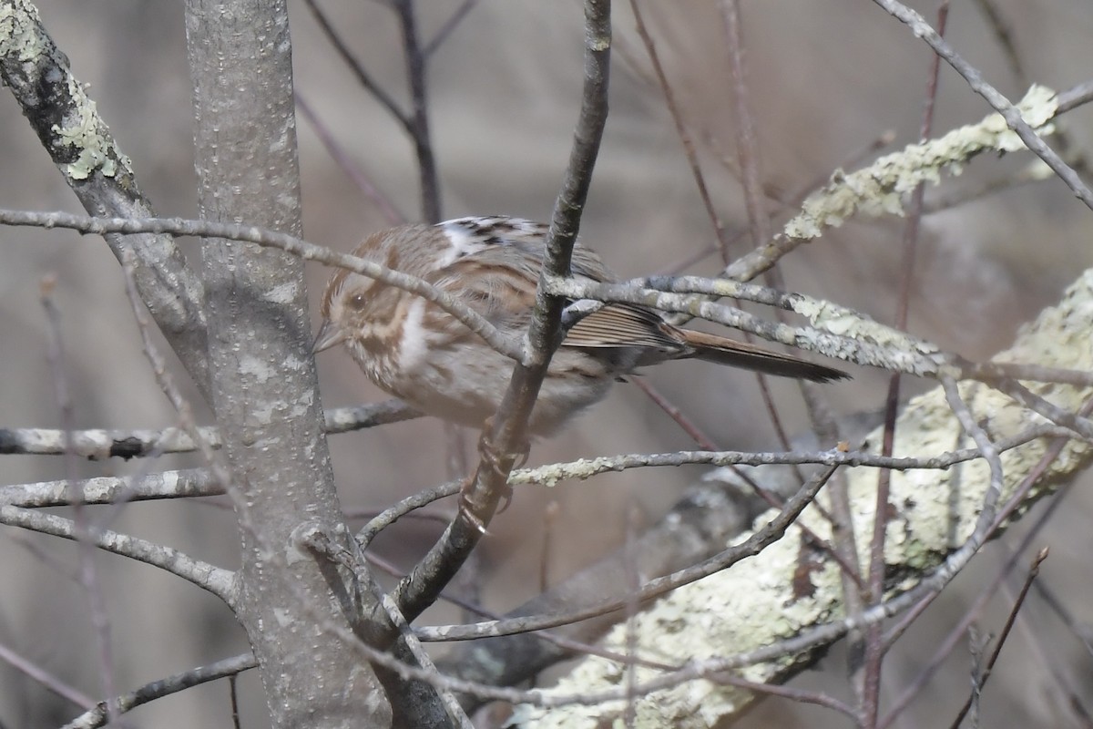 Song Sparrow - ML632685500