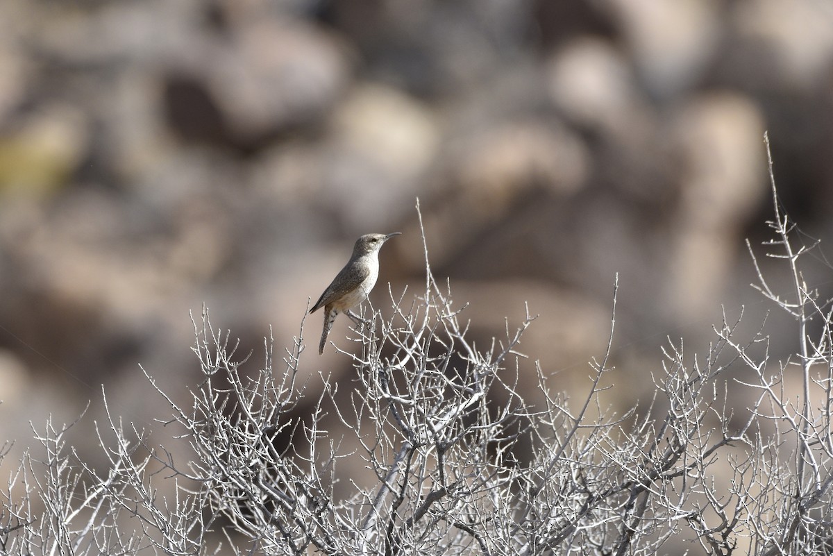 Rock Wren - ML632685507