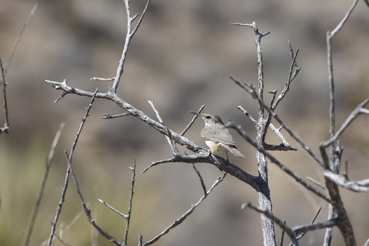Rock Wren - ML632685583