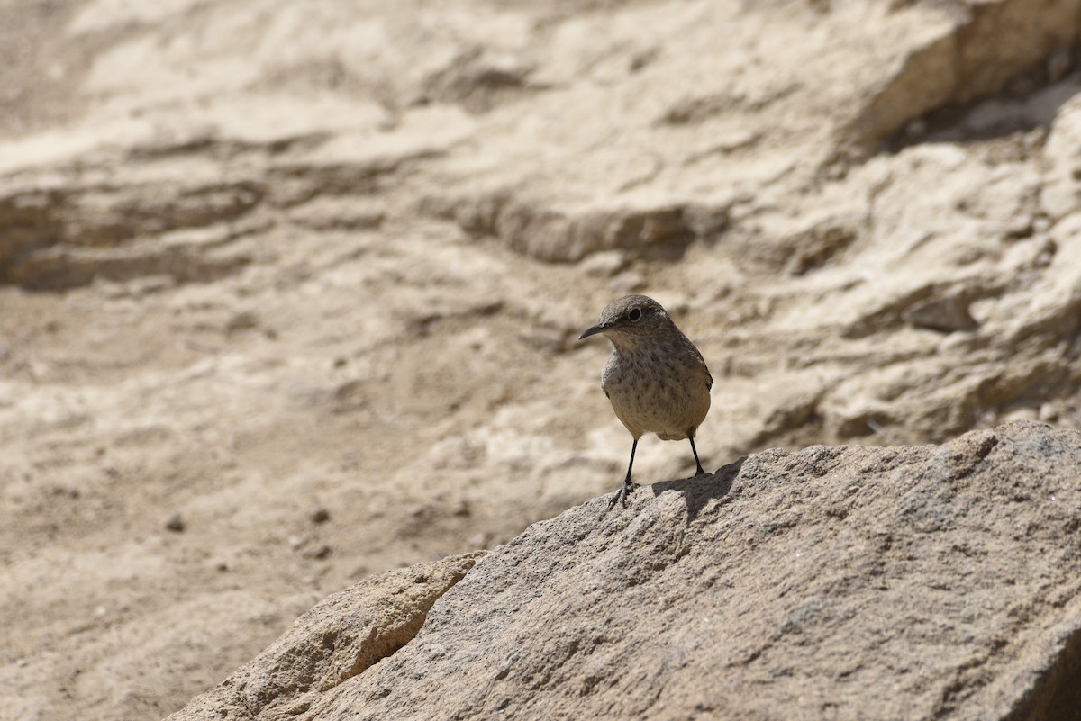 Rock Wren - ML632685601
