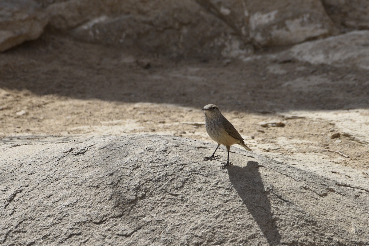 Rock Wren - ML632685644