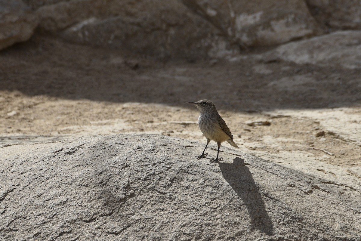 Rock Wren - ML632685652