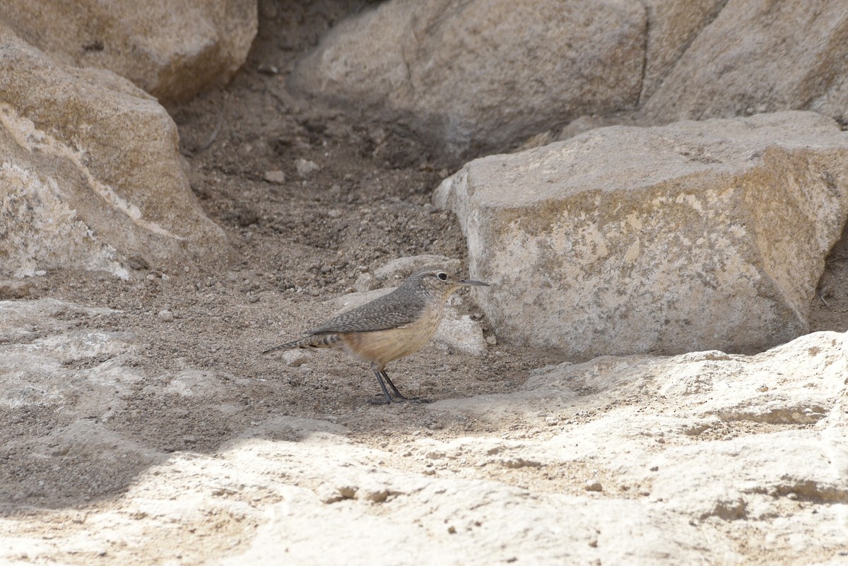 Rock Wren - ML632685666