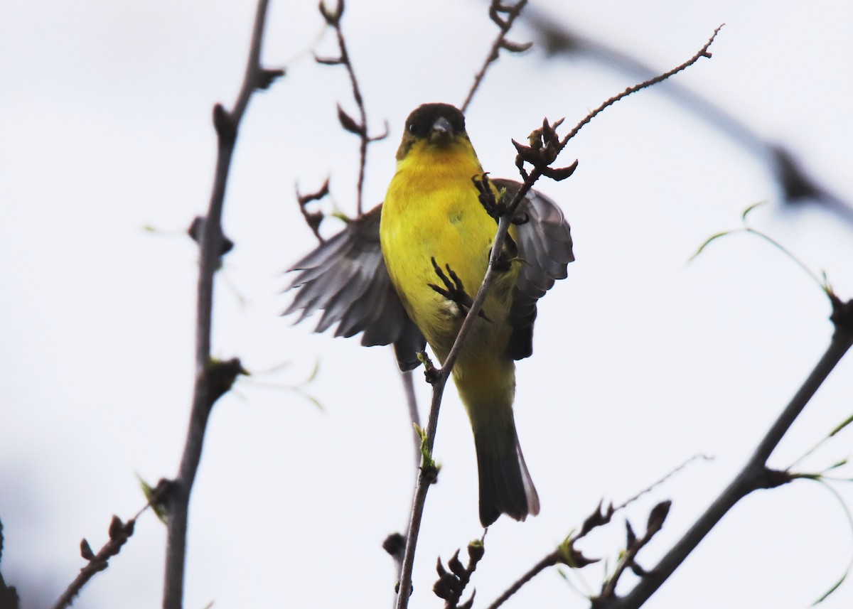Lesser Goldfinch - ML632685848