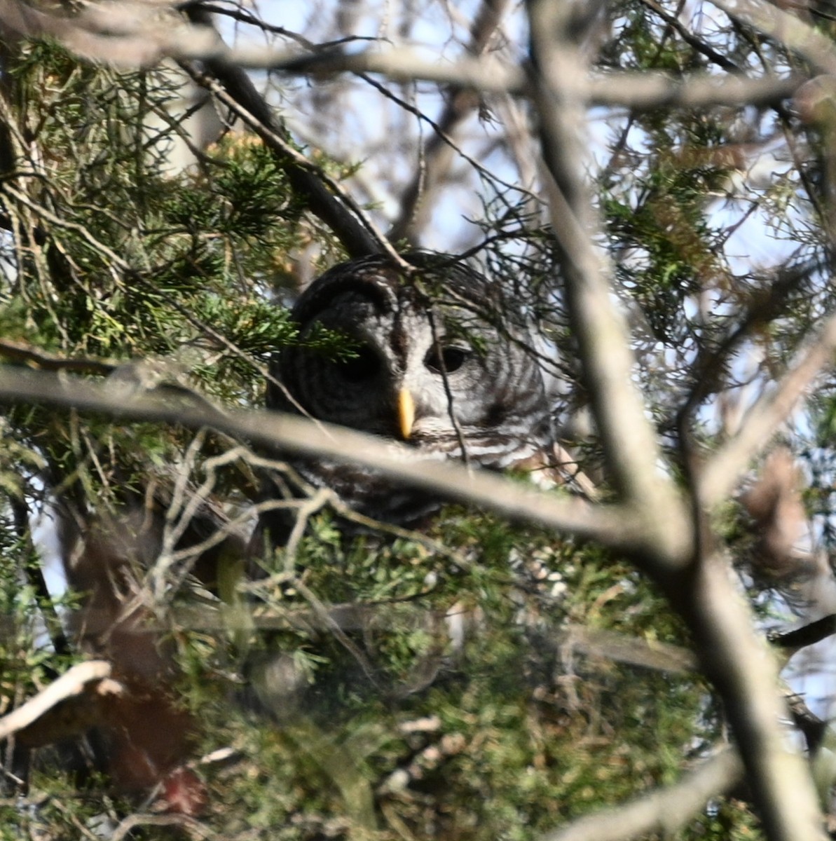 Barred Owl - ML632685940