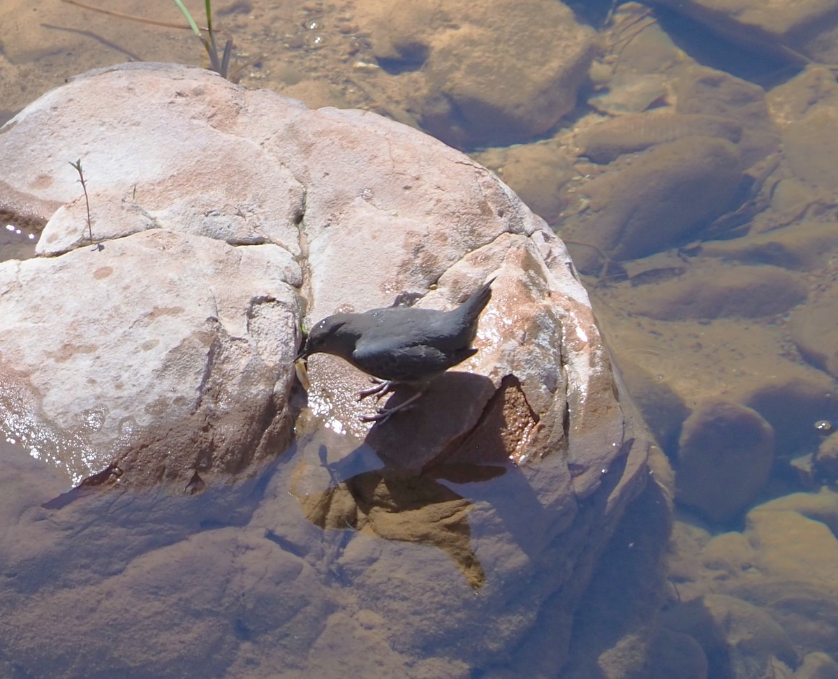 American Dipper - ML632685946