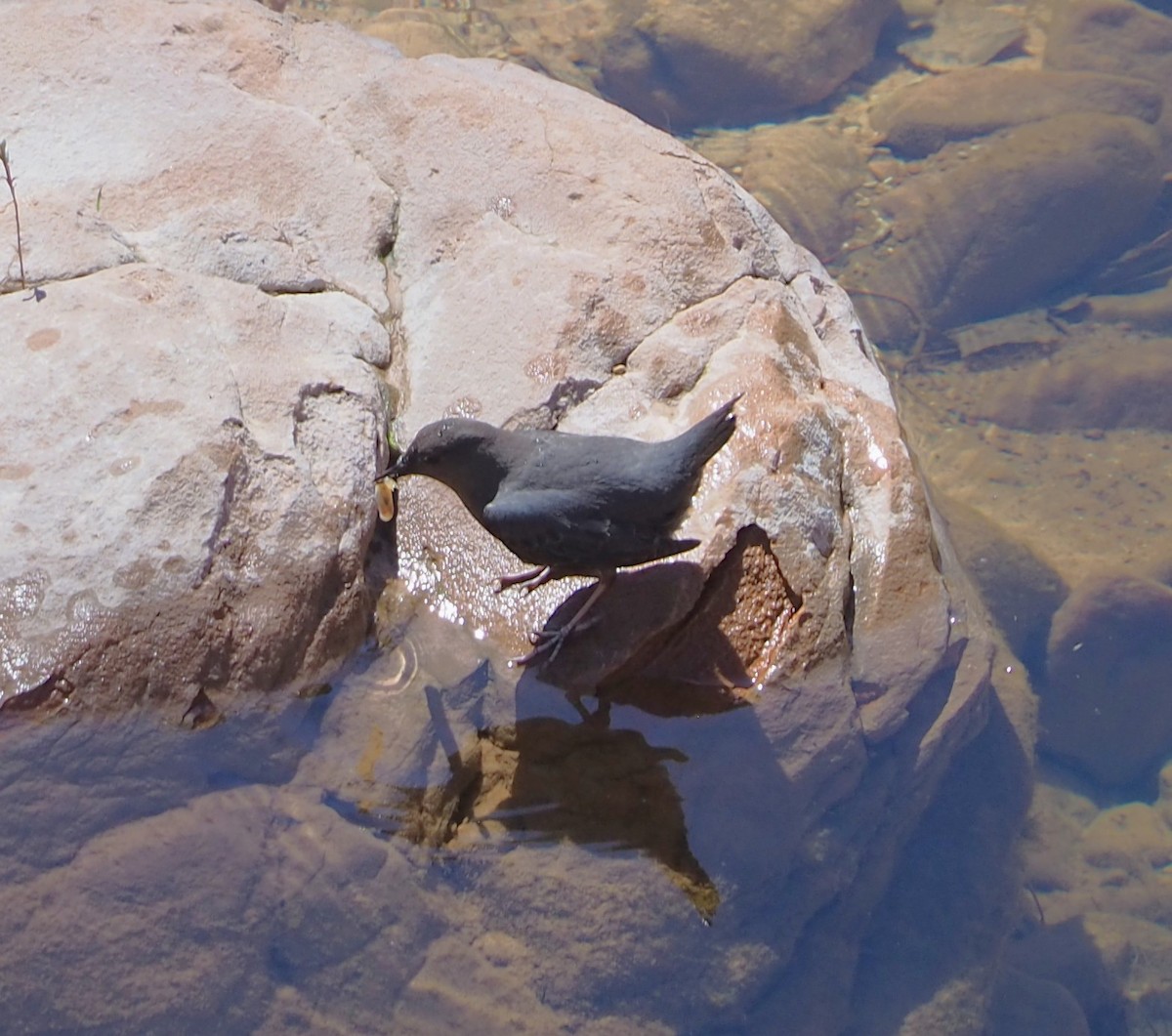 American Dipper - ML632685947