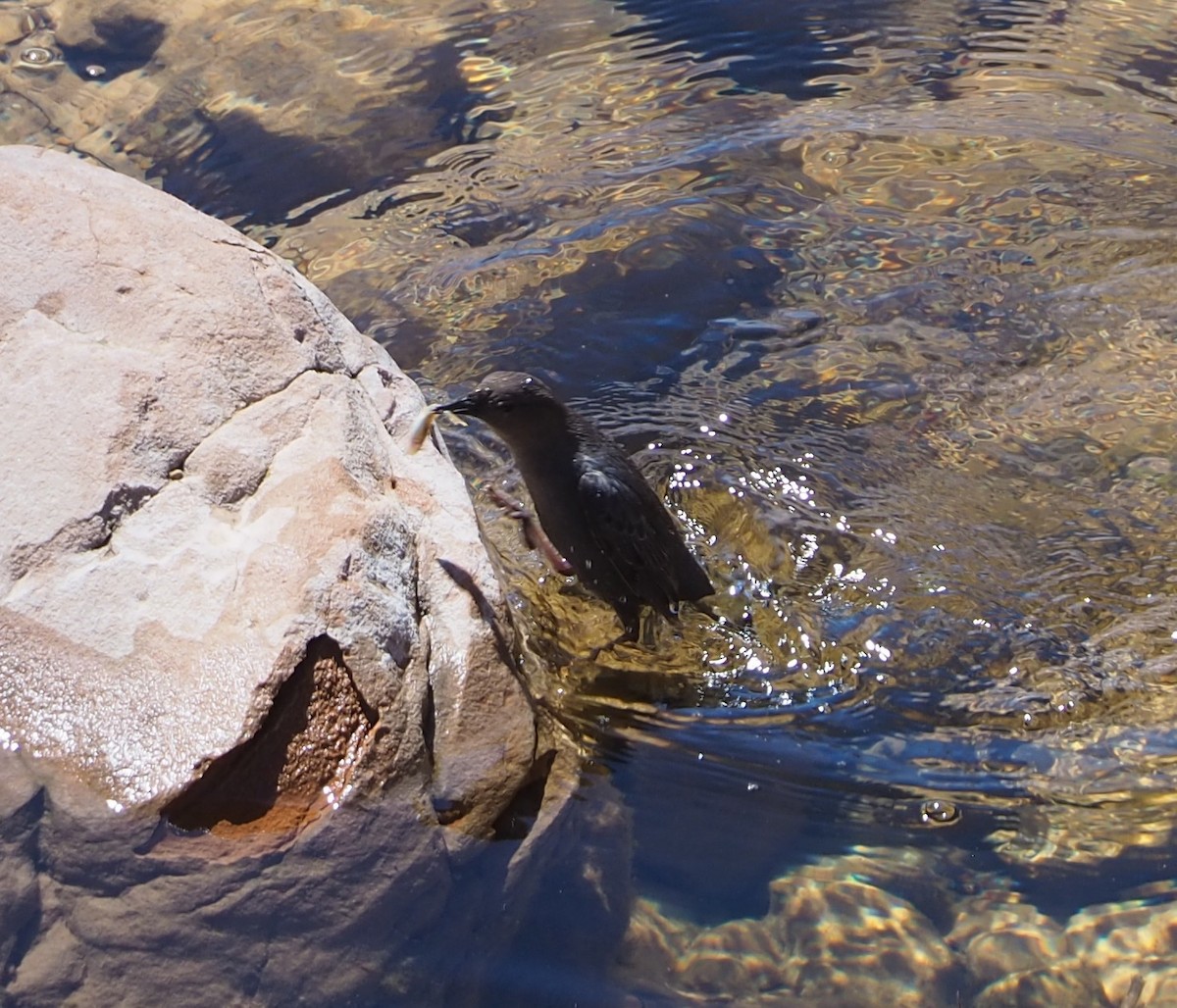 American Dipper - ML632685948