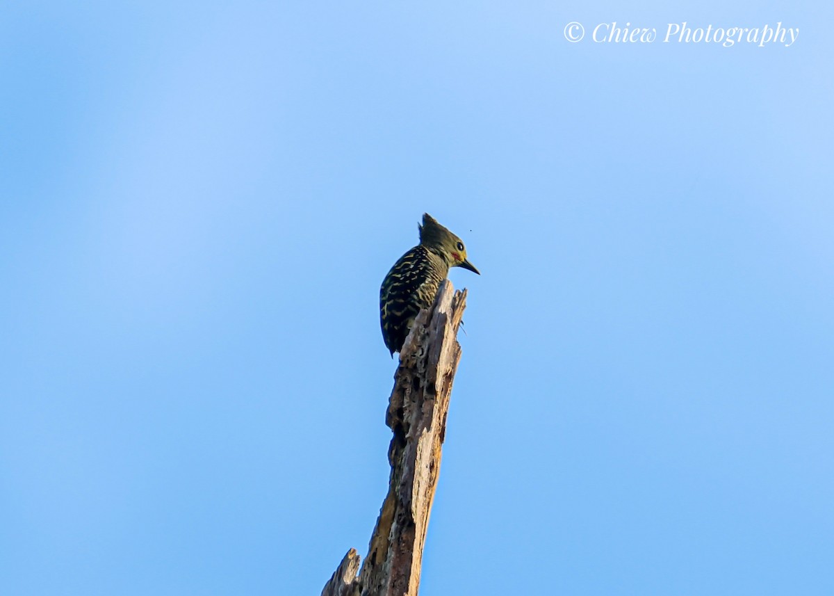 Buff-rumped Woodpecker - ML632685964