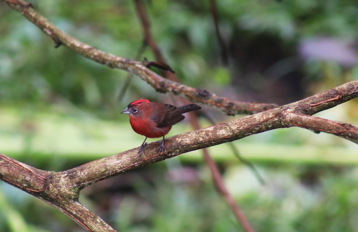Red-crested Finch - ML632685995