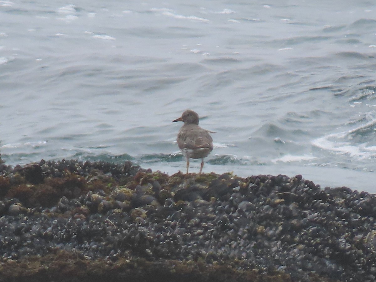 Surfbird - ML632686095