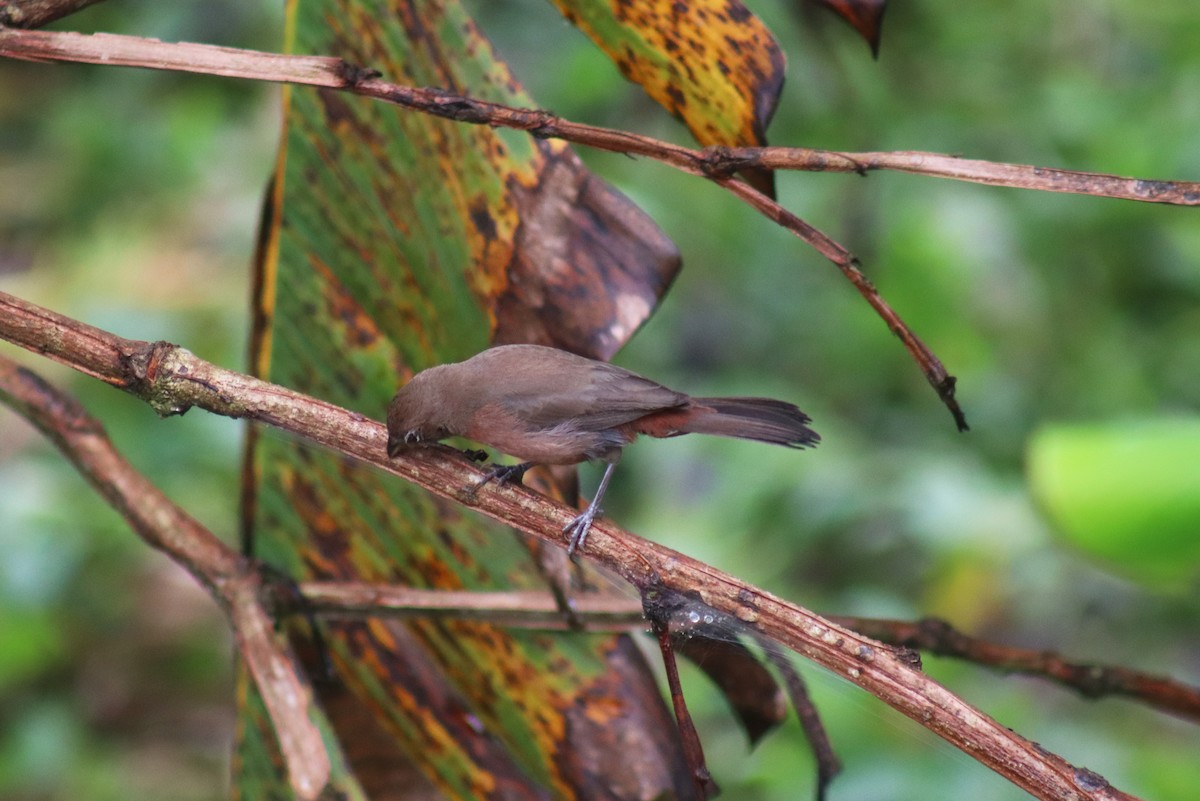 Red-crested Finch - ML632686151