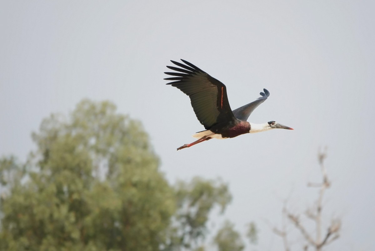 Asian Woolly-necked Stork - ML632686208