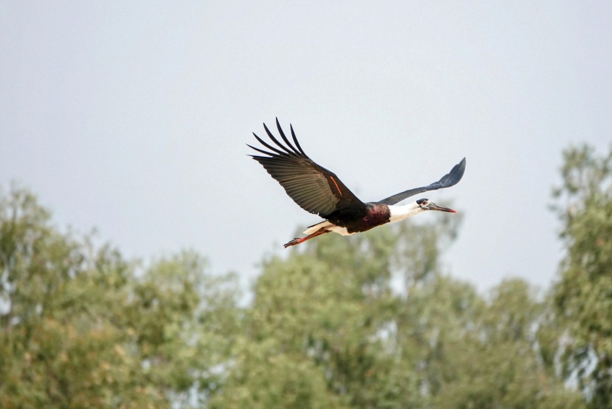Asian Woolly-necked Stork - ML632686209