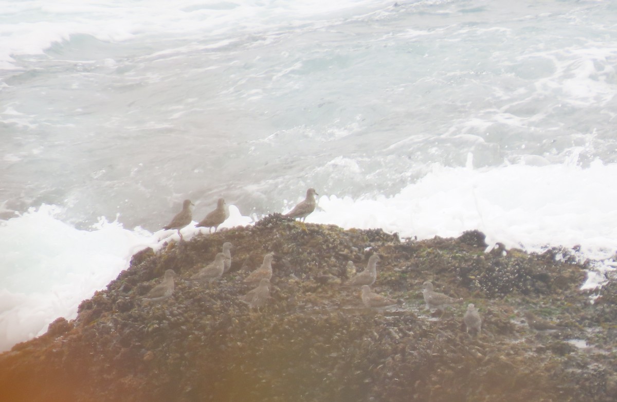 Surfbird - ML632686211