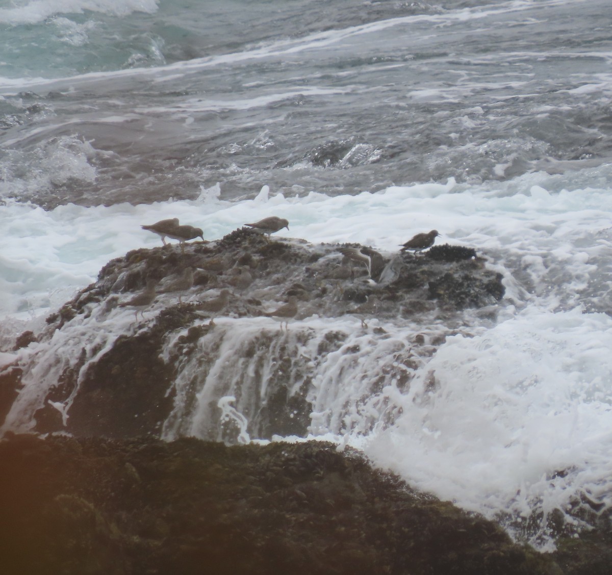 Surfbird - ML632686216