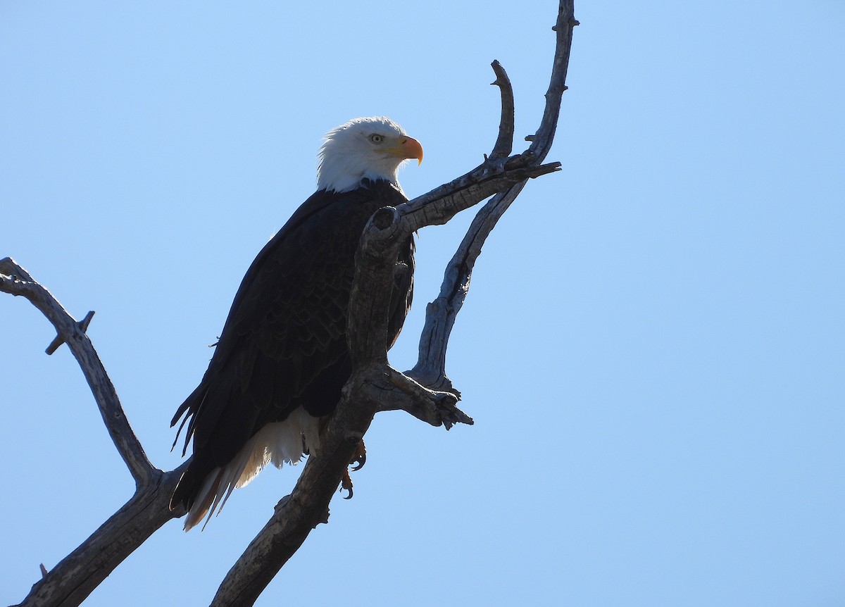 Bald Eagle - ML632686338