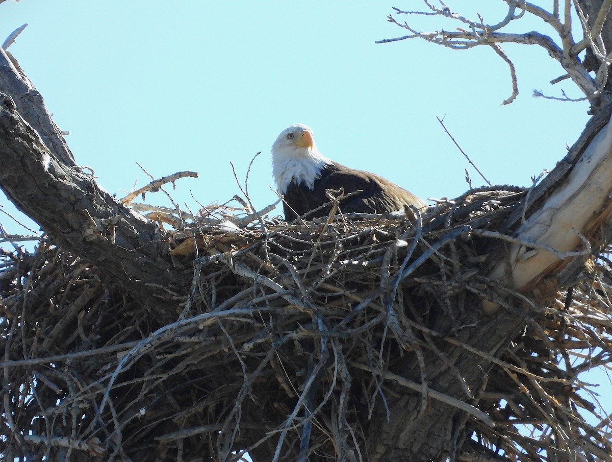 Bald Eagle - ML632686339