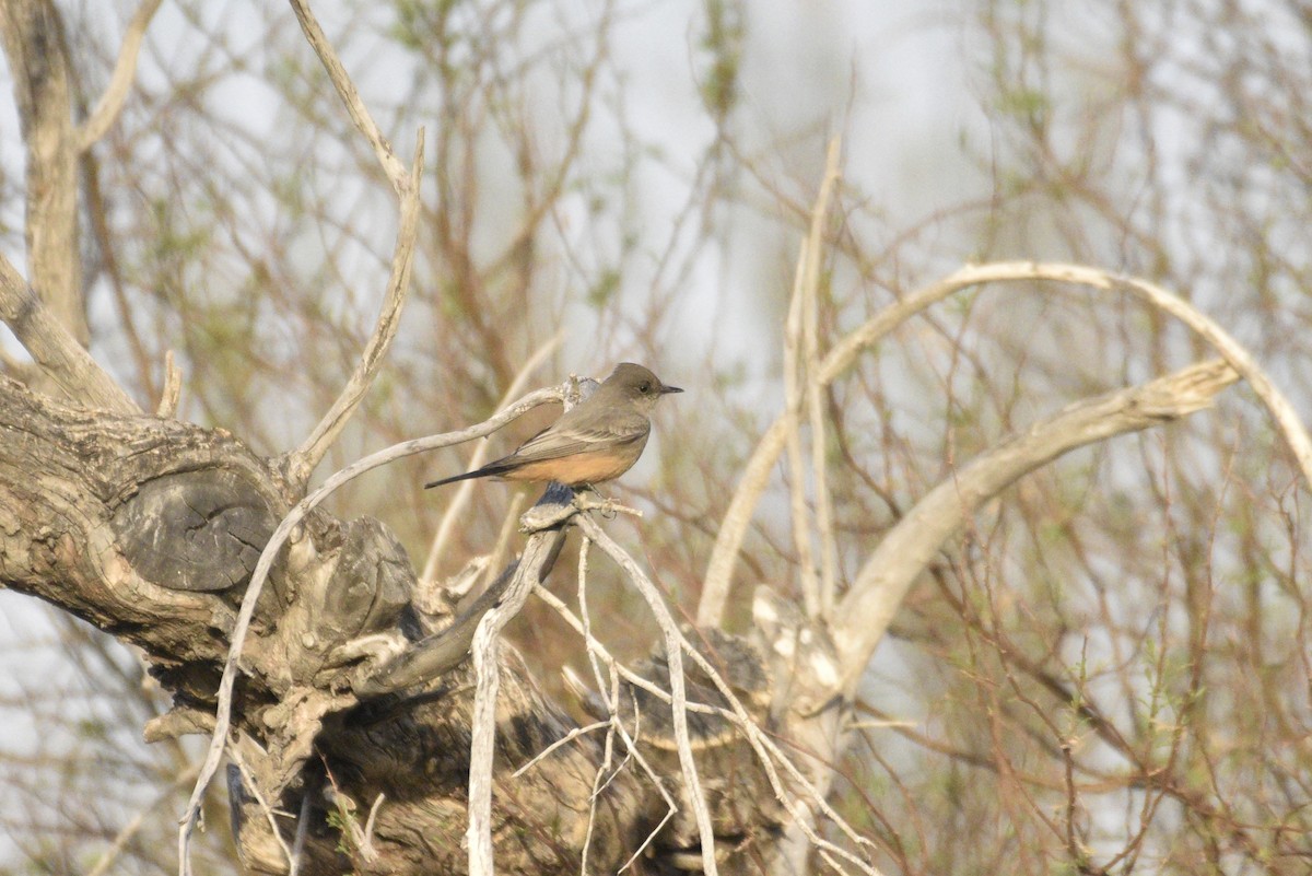 Say's Phoebe - ML632686379