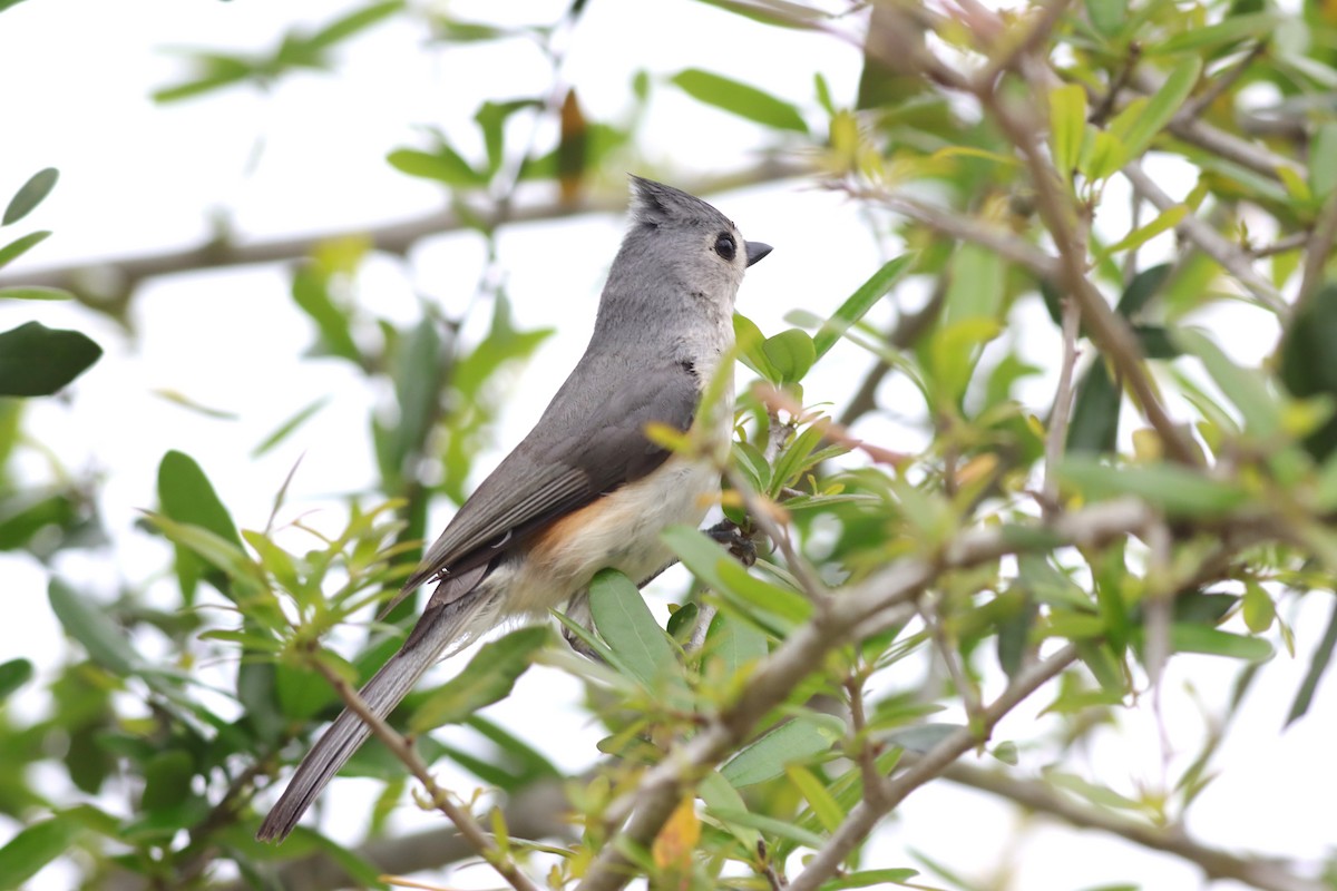 Tufted Titmouse - ML632686427