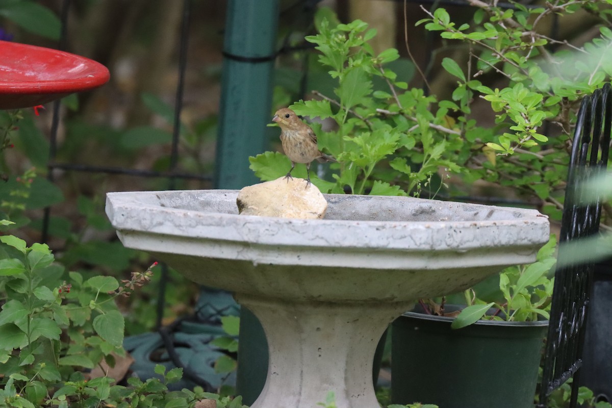 Indigo Bunting - ML632686458
