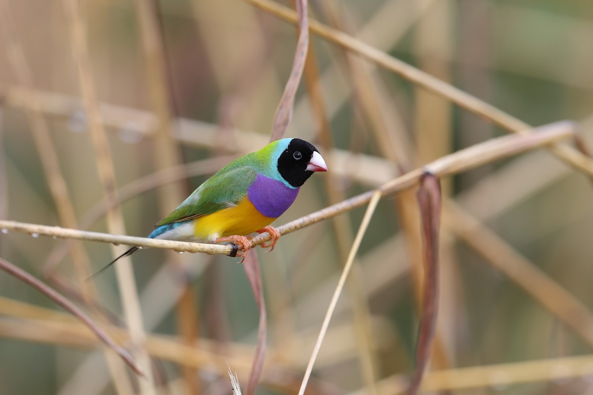 Gouldian Finch - ML632686525