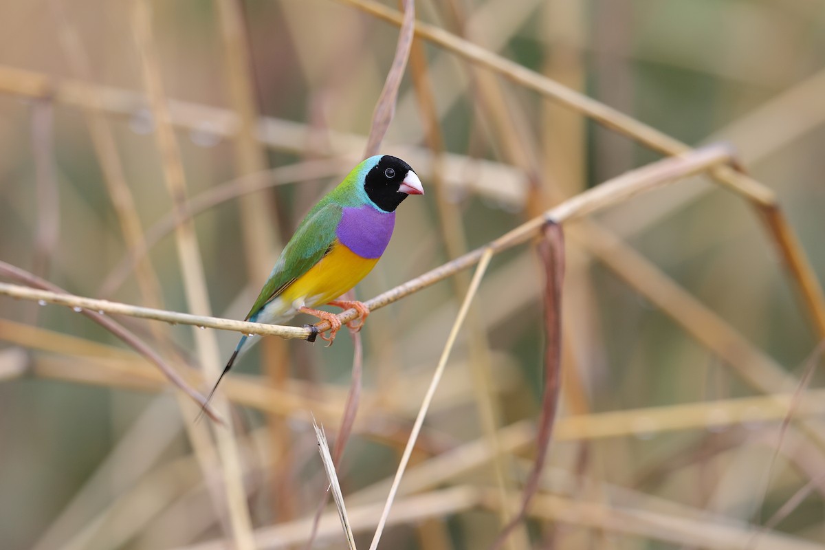 Gouldian Finch - ML632686526