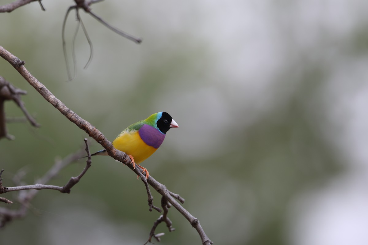 Gouldian Finch - ML632686528