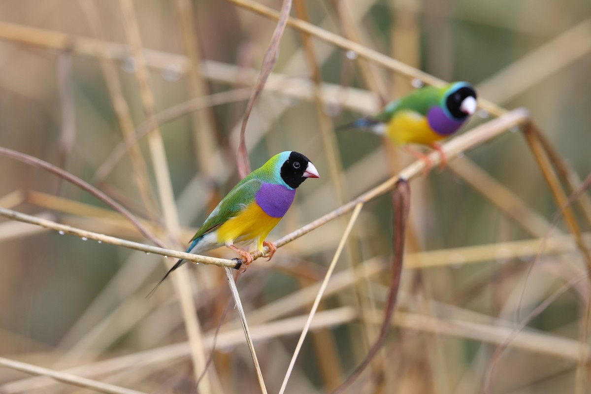 Gouldian Finch - ML632686529