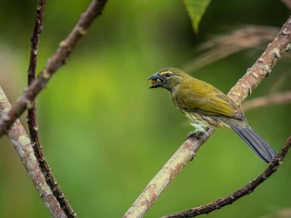Strichelsaltator - ML632686542