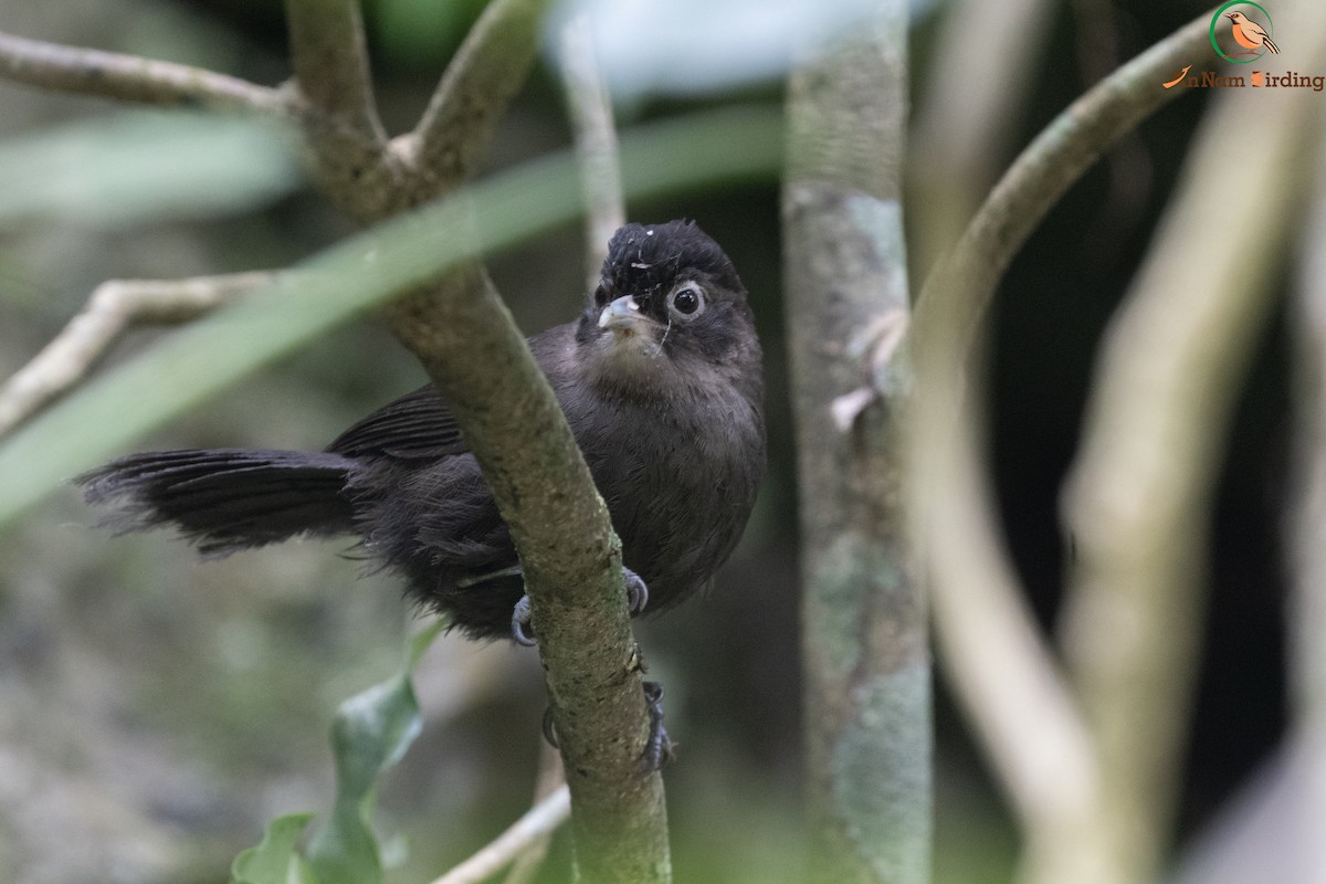 Sooty Babbler - ML632686609