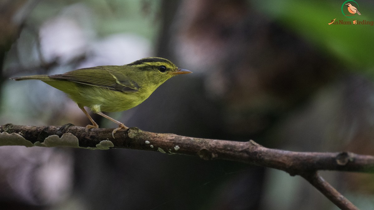 Limestone Leaf Warbler - ML632686613