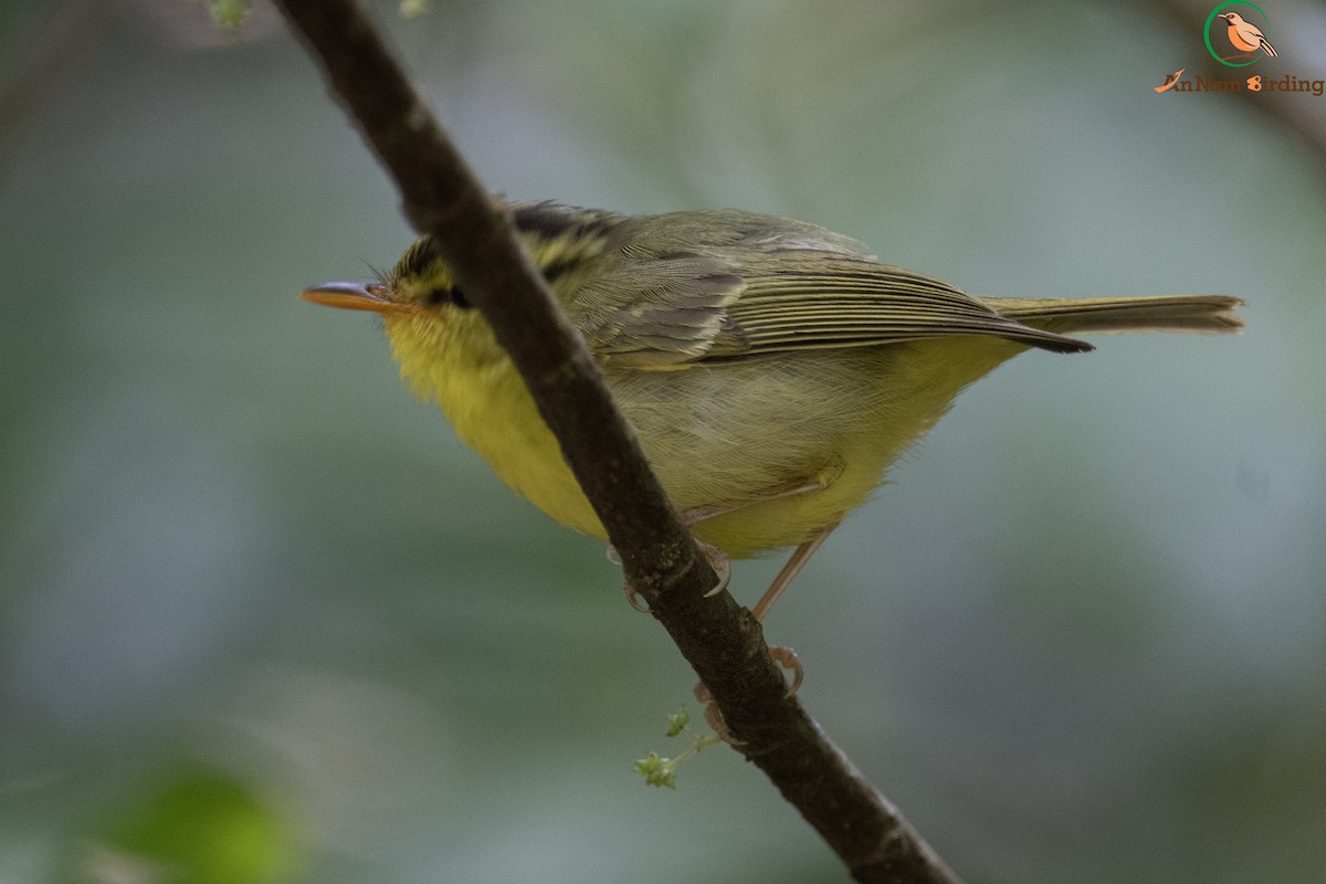 Limestone Leaf Warbler - ML632686614